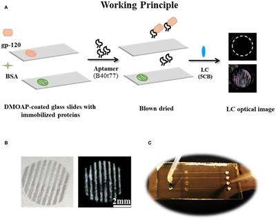 Liquid Crystal Based Binding Assay for Detecting HIV-1 Surface Glycoprotein